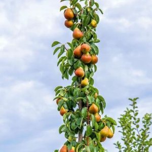 Nízkokmenná hruška stĺpovitá (Pyrus communis) ´DECORA´ - zimná 130-150 cm - voľnokorenná